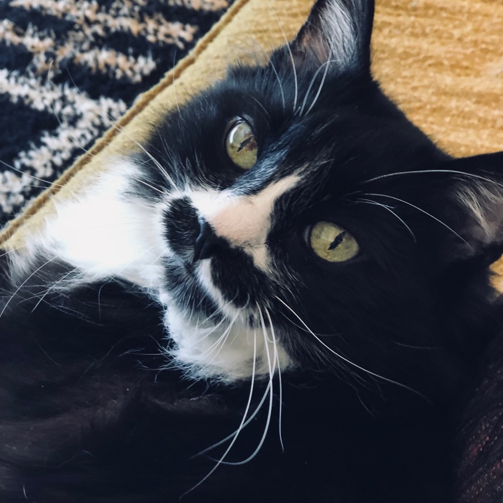 Meet your Posher, Lisa